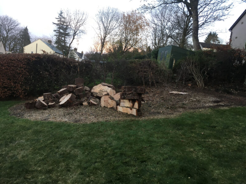 cms-tree-services-large-conifers-removal-wharfedale-trunks