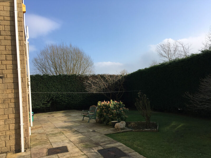 cms-tree-services-large-hedge-reduction-trim-colne