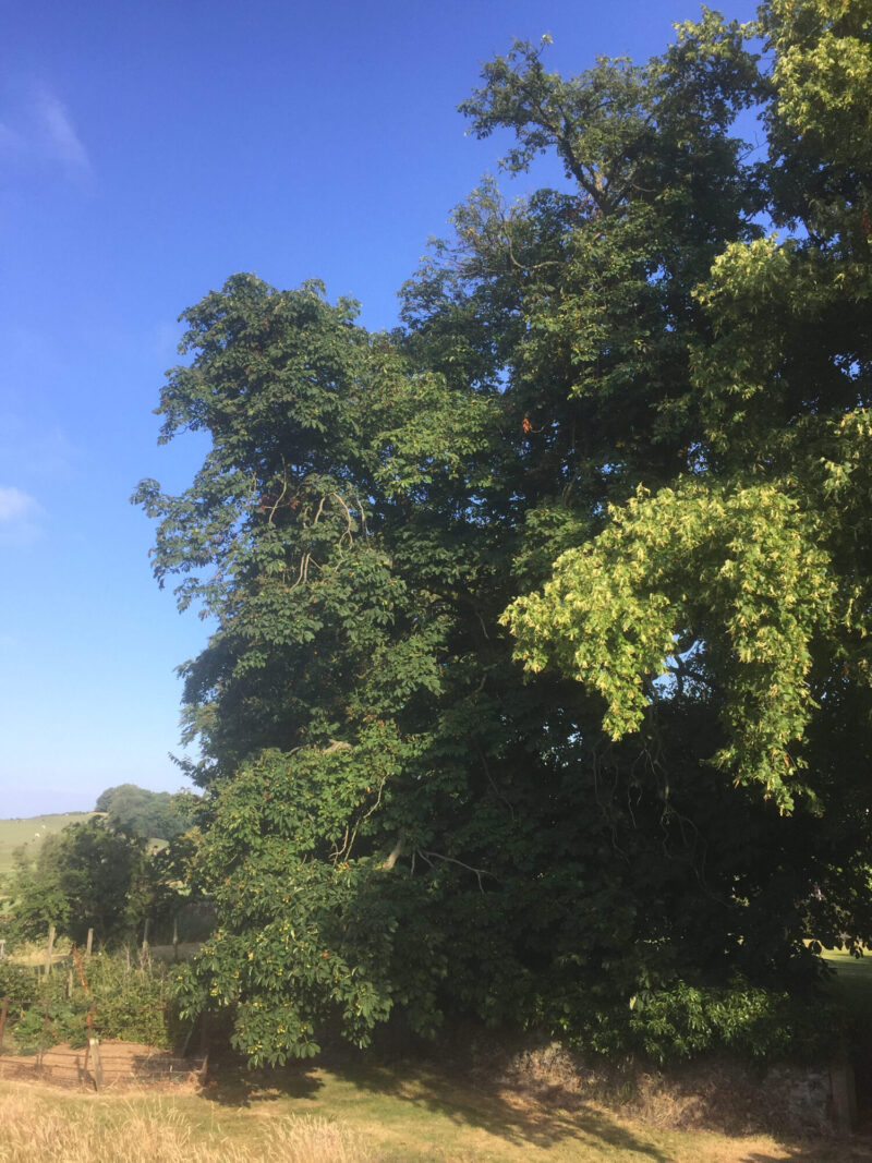 cms-tree-services-large-horse-chestnut-removal-bracewell