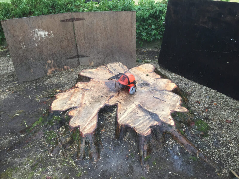 cms-tree-services-large-horse-chestnut-stump