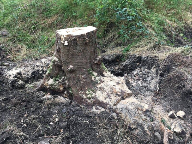 cms-tree-services-large-sycamore-stump-ground-out-barnoldswick-2