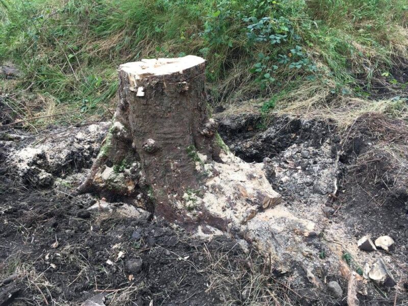 cms-tree-services-large-sycamore-stump-ground-out-barnoldswick-2