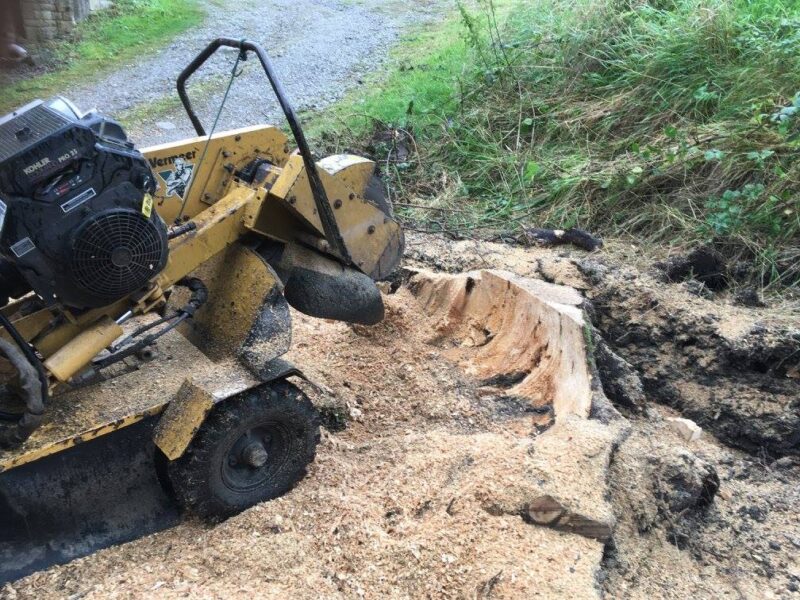 cms-tree-services-large-sycamore-stump-ground-out-barnoldswick-4