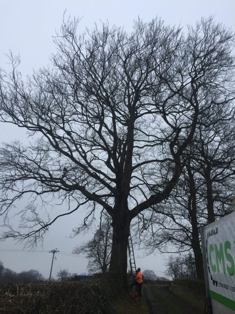 cms-tree-services-large-tree-removal-grindleton