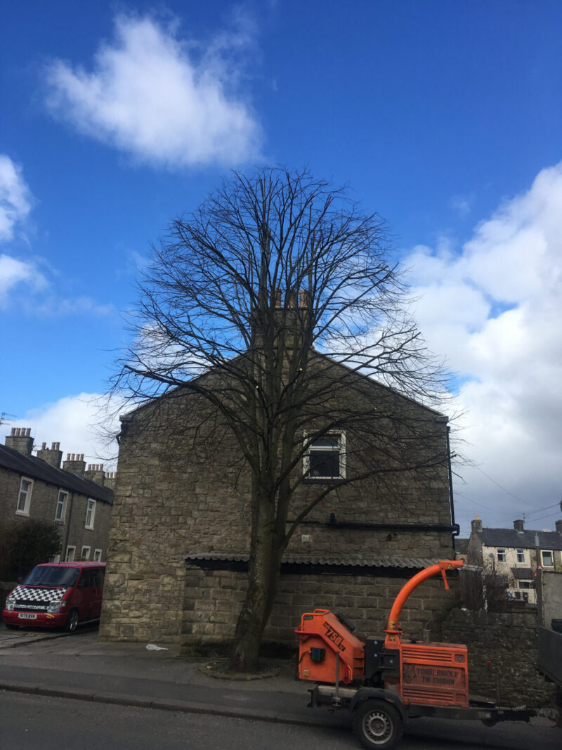 cms-tree-services-lime-tree-reduction-facing