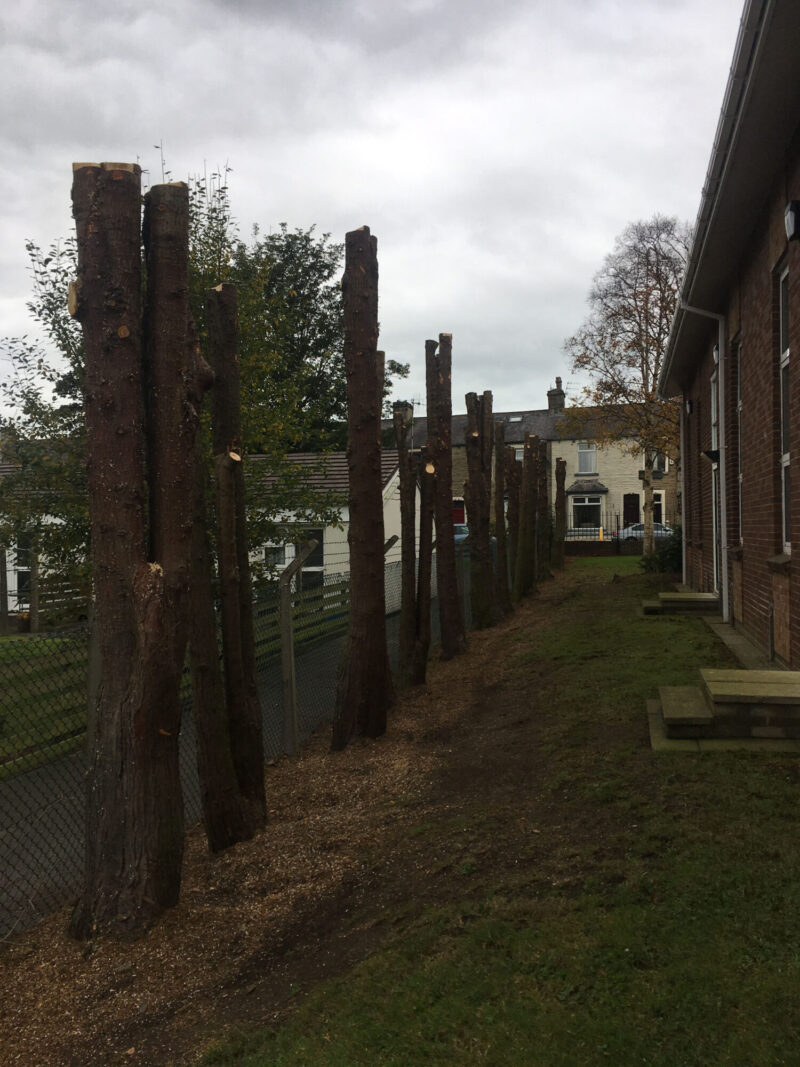 cms-tree-services-line-of-conifers-clearance-burnley-church-2