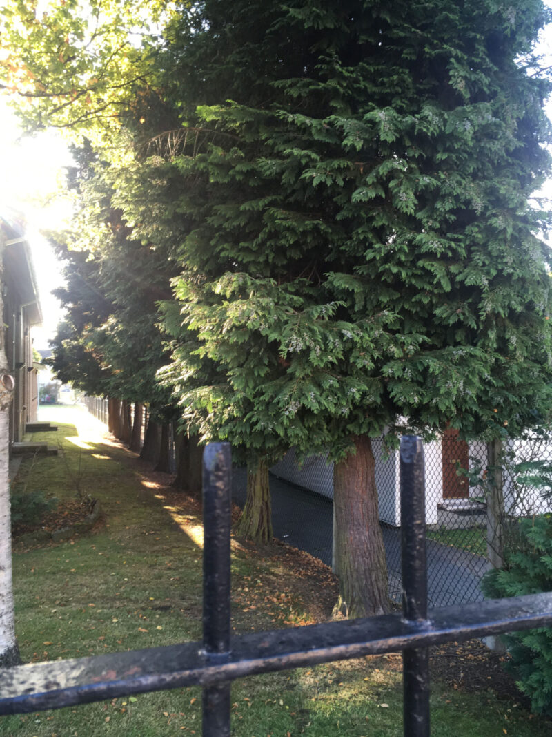 cms-tree-services-line-of-conifers-clearance-burnley-church