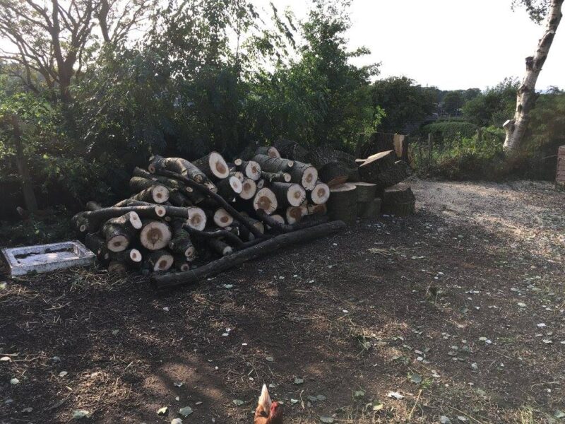 cms-tree-services-poplar-ash-removal-birch-tidy-barnoldswick-4