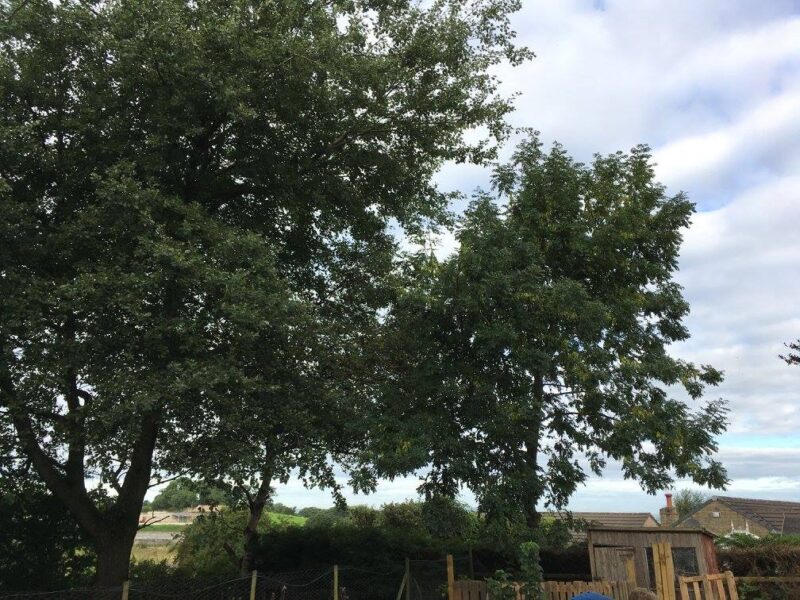 cms-tree-services-poplar-ash-removal-birch-tidy-barnoldswick-6