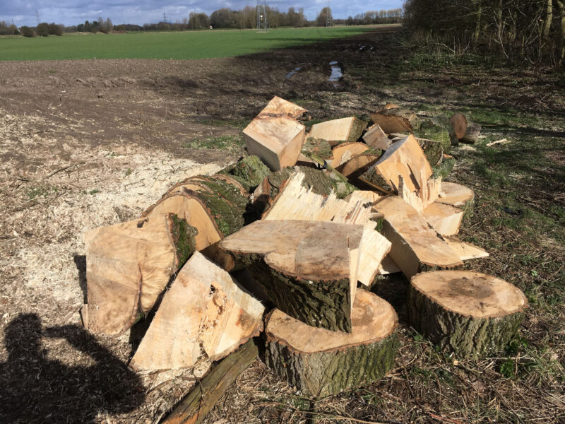 cms-tree-services-poplar-removal-stump-grinding-after