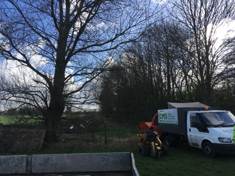 cms-tree-services-poplar-removal-stump-grinding-equipment