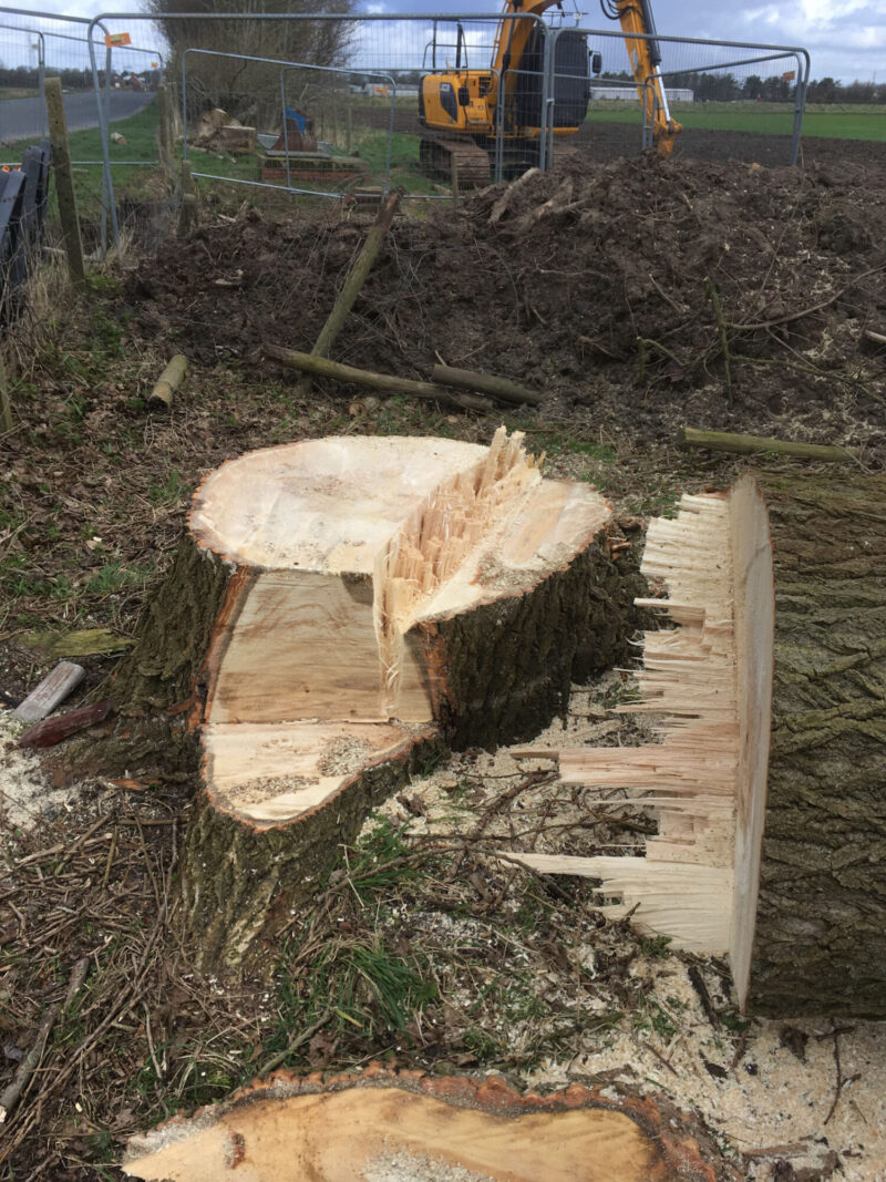 cms-tree-services-poplar-removal-stump-grinding-felled