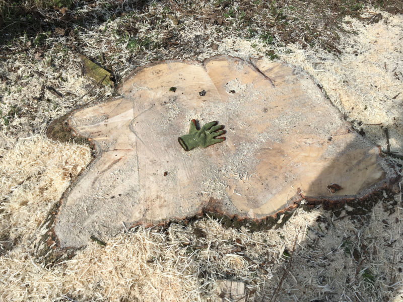 cms-tree-services-poplar-removal-stump-grinding-huge-stump