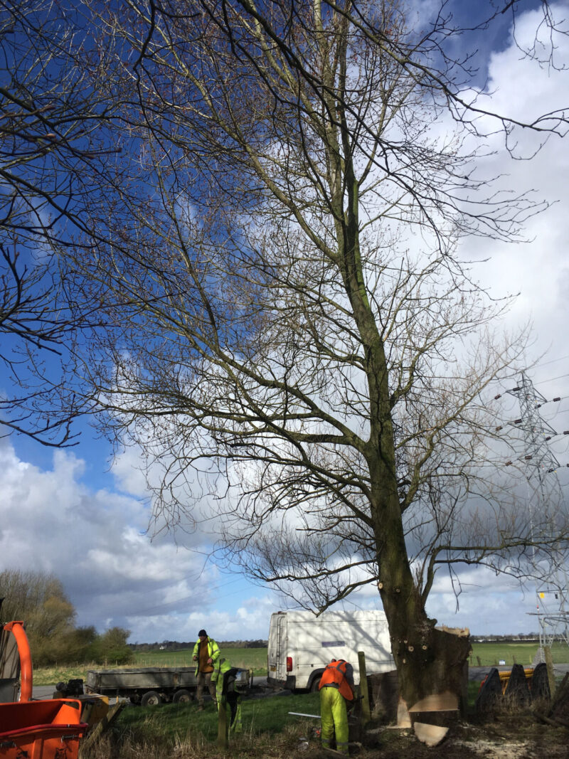 cms-tree-services-poplar-removal-stump-grinding-reduction-first