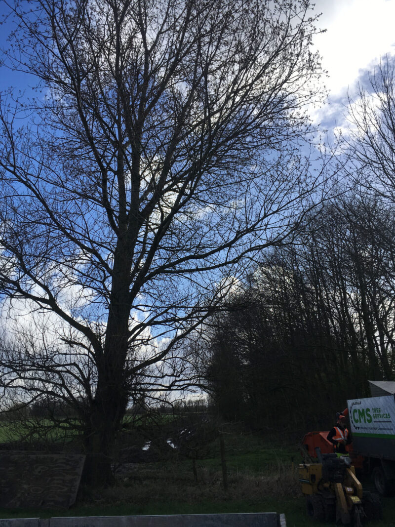 cms-tree-services-poplar-removal-stump-grinding-united-utilities