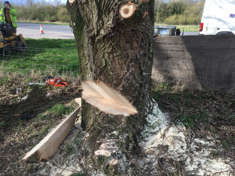 cms-tree-services-poplar-removal-stump-grinding-work-in-progress