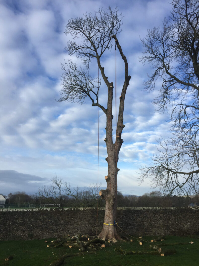 cms-tree-services-removal-dead-sycamore