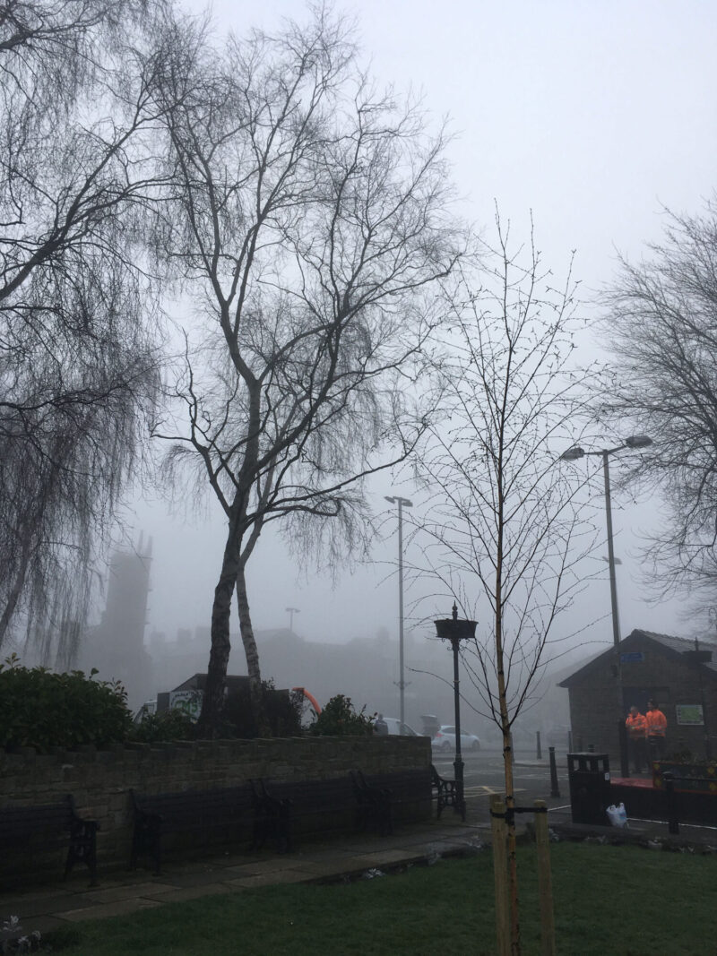 cms-tree-services-removals-pruning-pendle-council