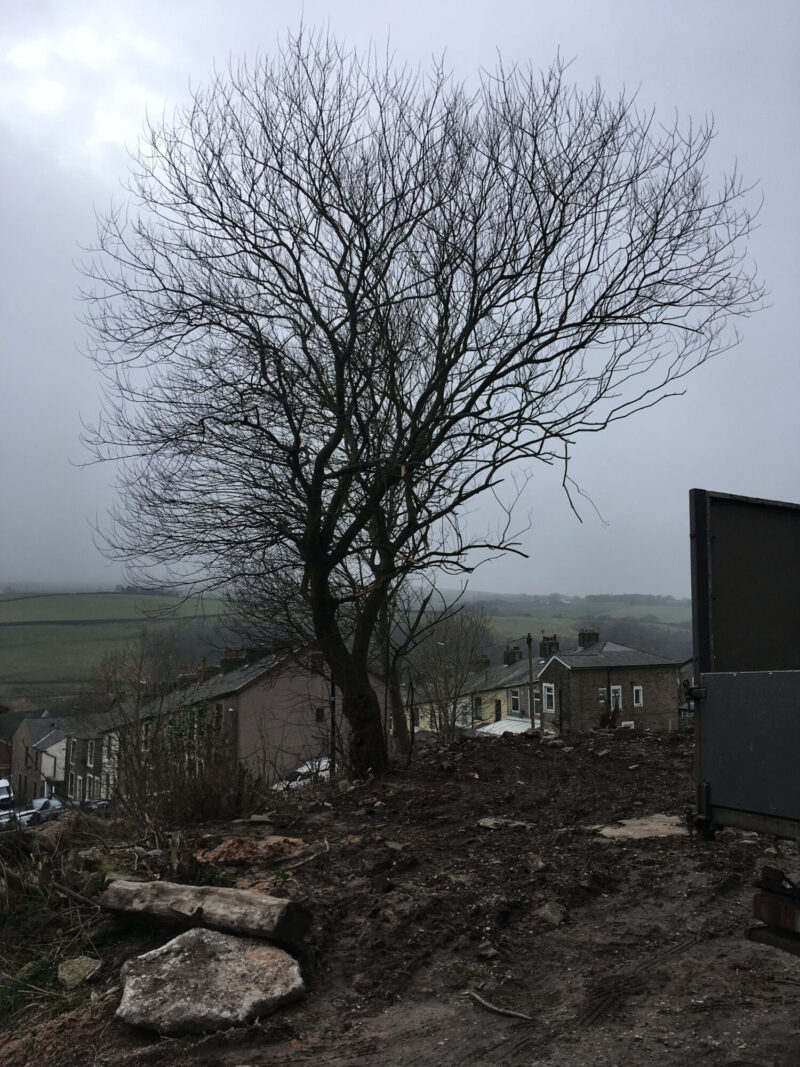 cms-tree-services-site-clearance-accrington-1