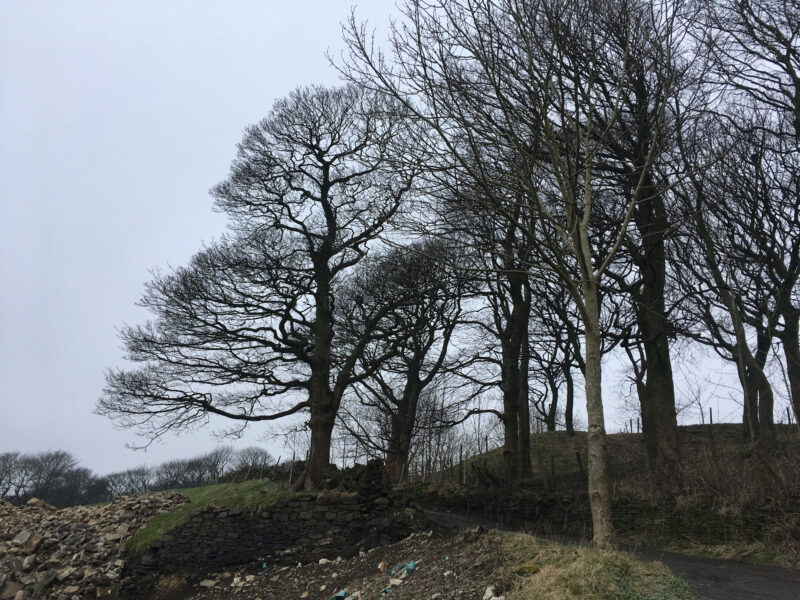 cms-tree-services-site-clearance-accrington-before