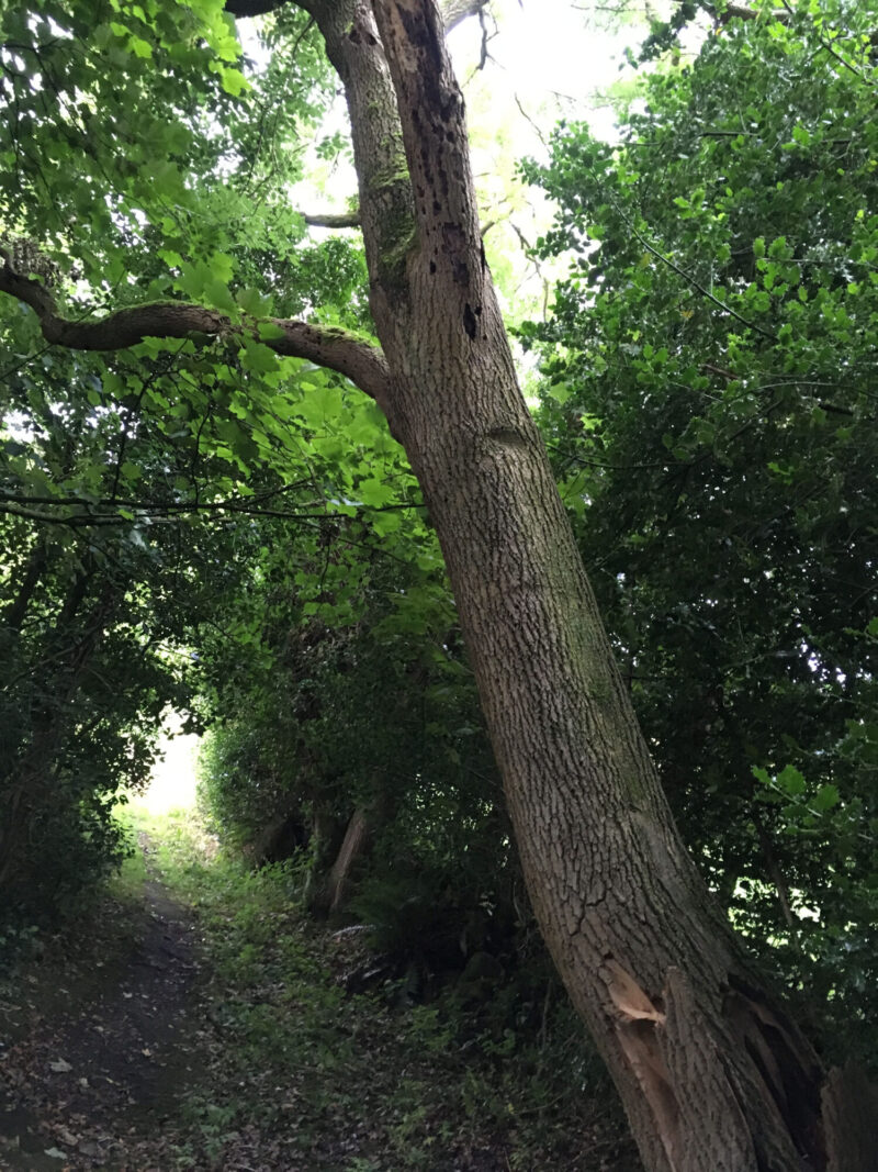 cms-tree-services-split-ash-tree-removed-foulridge-before-2