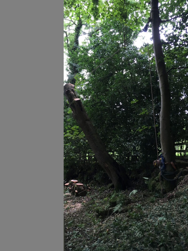 cms-tree-services-split-ash-tree-removed-foulridge-during