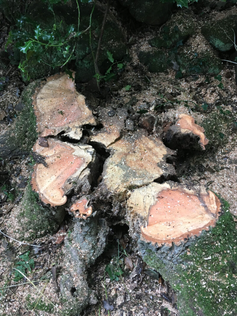 cms-tree-services-split-ash-tree-removed-foulridge-stump