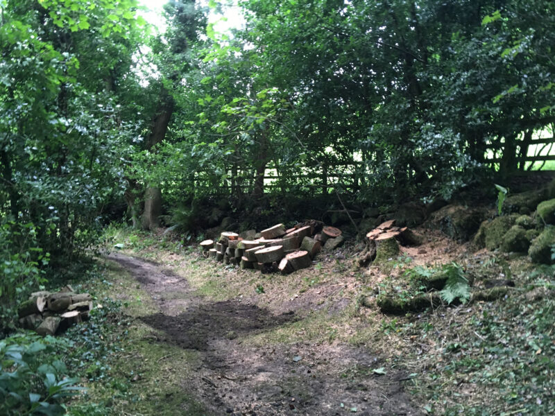 cms-tree-services-split-ash-tree-removed-foulridge-stumps-after