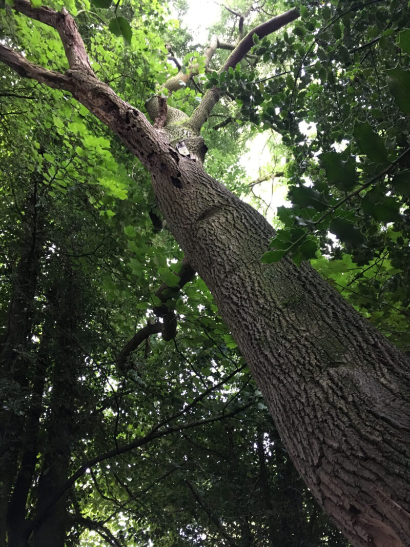 cms-tree-services-split-ash-tree-removed-foulridge-tall