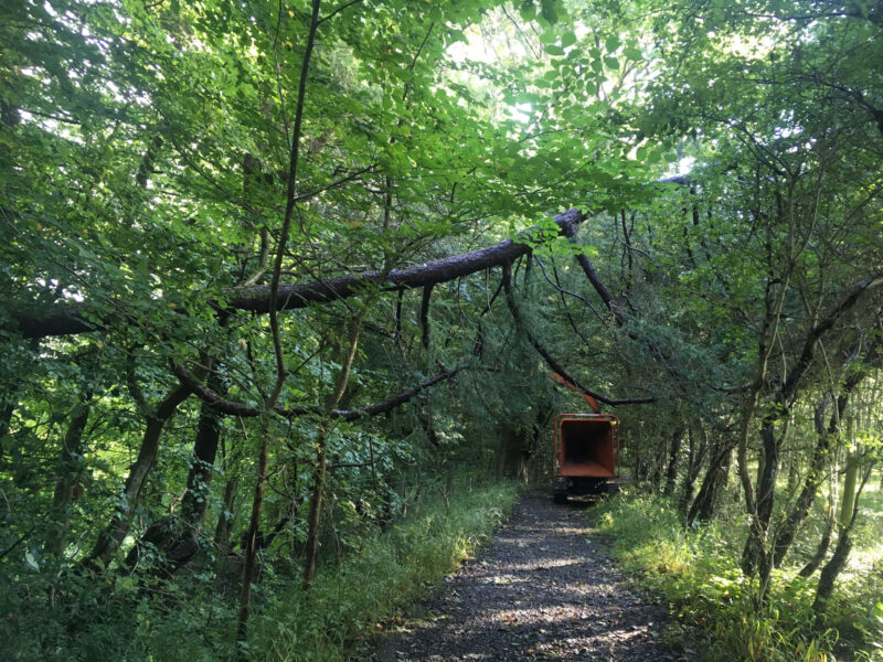 cms-tree-services-split-larch-removal-from-public-footpath-clitheroe