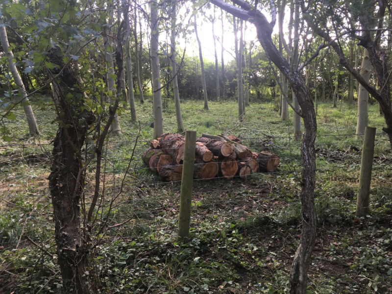 cms-tree-services-split-larch-removal-from-public-footpath-clitheroe-logs