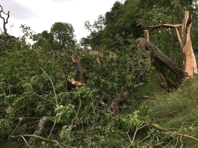 cms-tree-services-storm-damage-tree-clearance-thornton-1