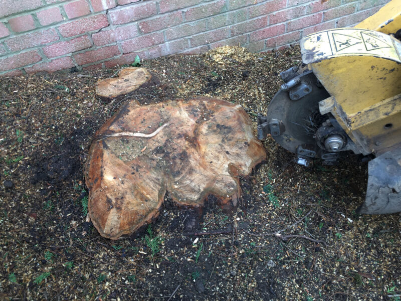 cms-tree-services-stump-grinder