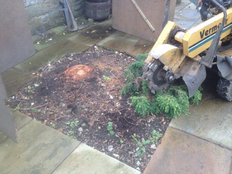 cms-tree-services-stump-grinding-pendleton-before