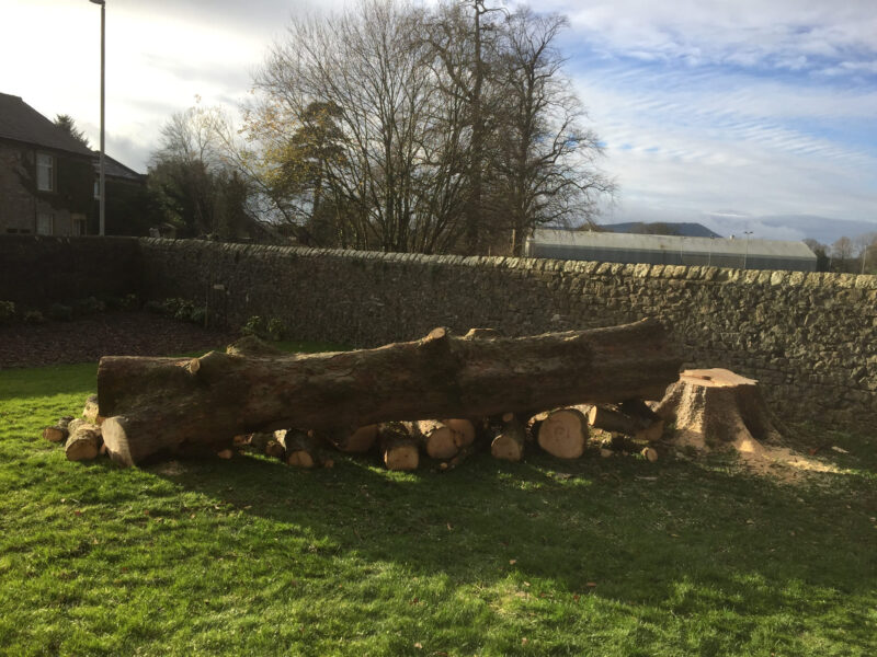 cms-tree-services-sycamore-felled