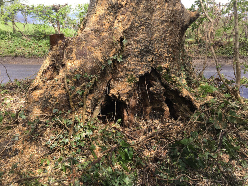 cms-tree-services-sycamore-removal-chatburn-basal-decay-stump