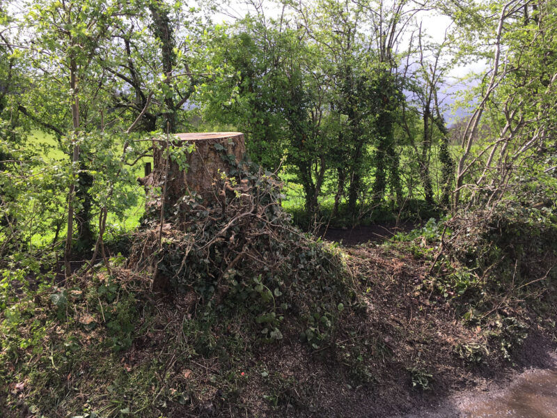 cms-tree-services-sycamore-removal-chatburn-stump