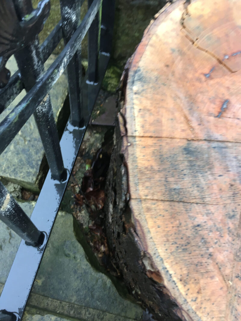 cms-tree-services-sycamore-stump-in-wall