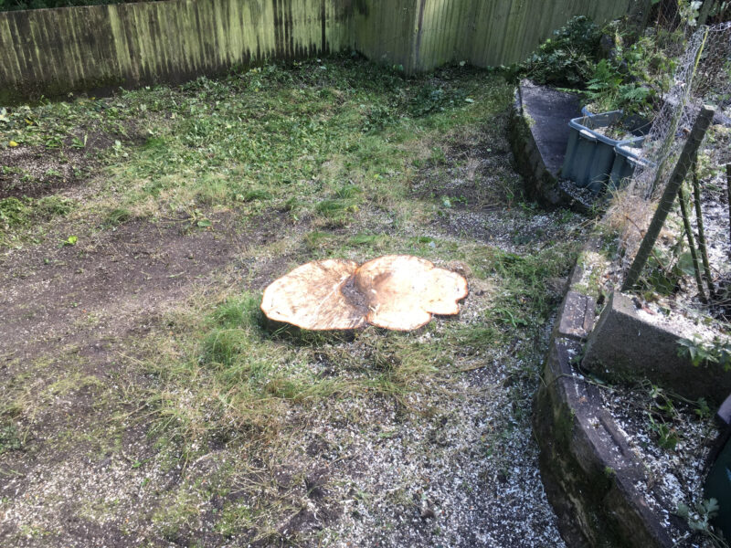 cms-tree-services-sycamore-tree-removal-barnoldswick-stump