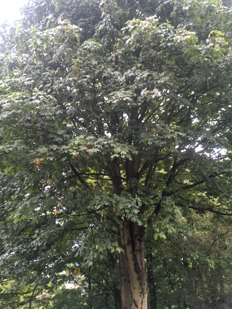 cms-tree-services-sycamore-tree-removal-felling-barnoldswick