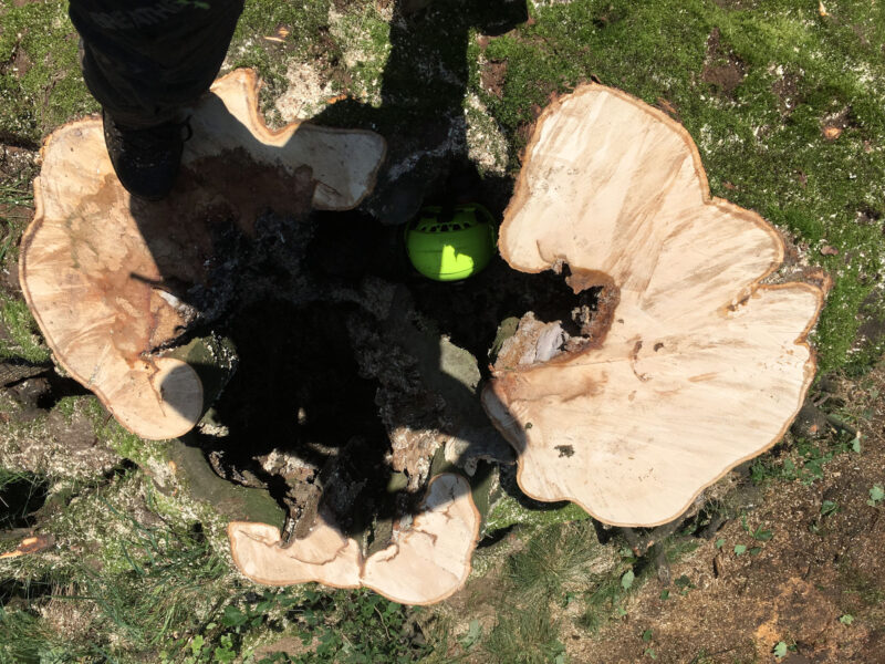 cms-tree-services-sycamore-tree-removal-hollow-stump
