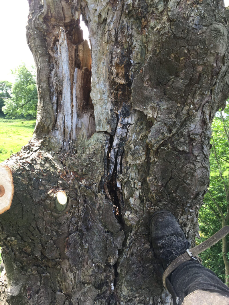 cms-tree-services-sycamore-tree-removal-hollow-unstable-2