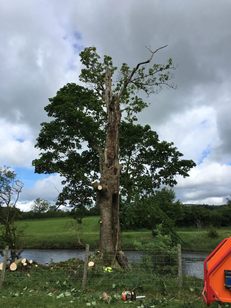 cms-tree-services-sycamore-tree-removal-hollow-unstable