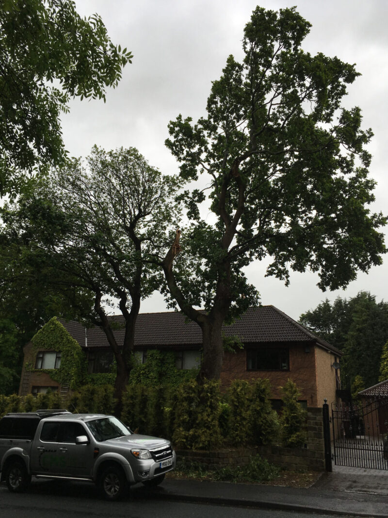 cms-tree-services-tpo-oak-alder-removal-barrowford