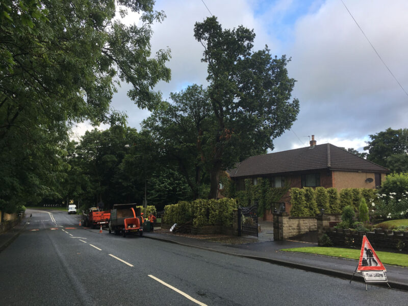 cms-tree-services-tpo-oak-alder-removal-barrowford-large-trees