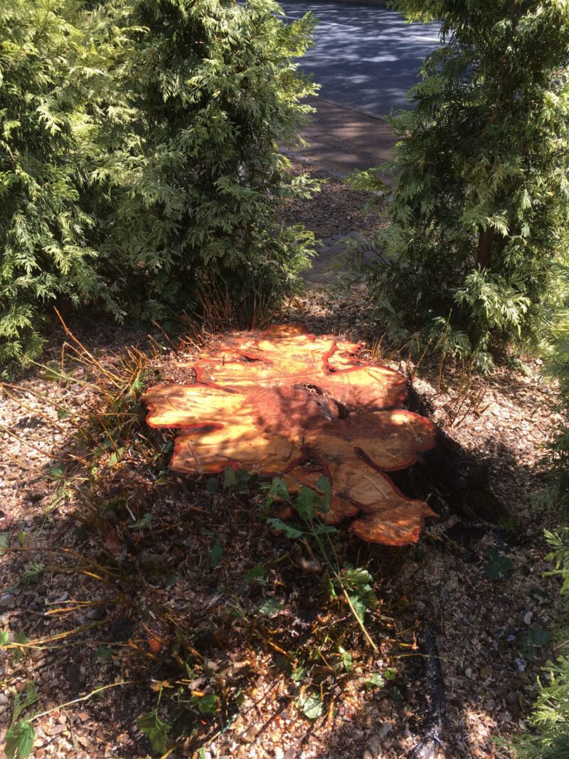 cms-tree-services-tpo-oak-alder-removal-barrowford-stump