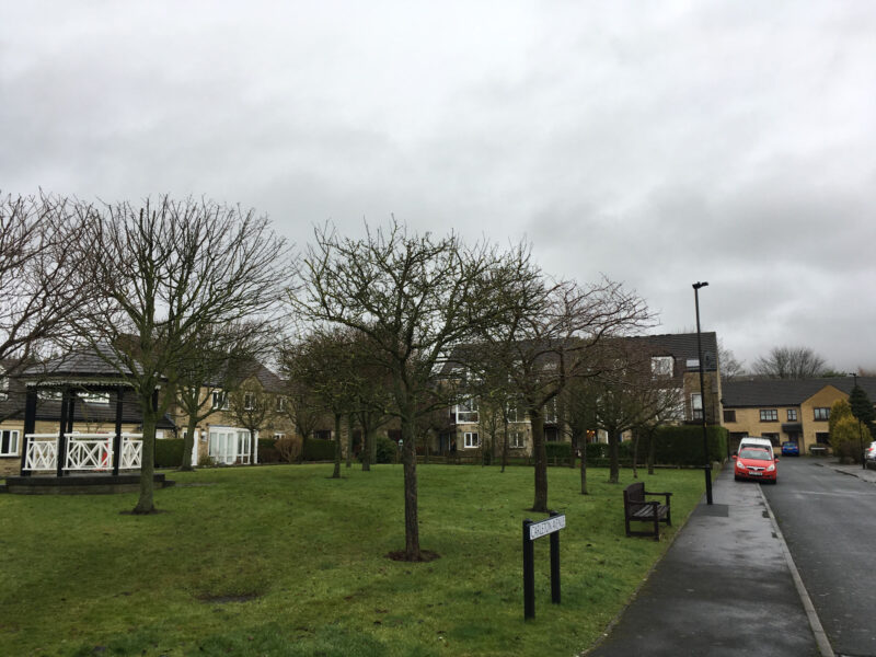 cms-tree-services-tree-reduction-skipton-after