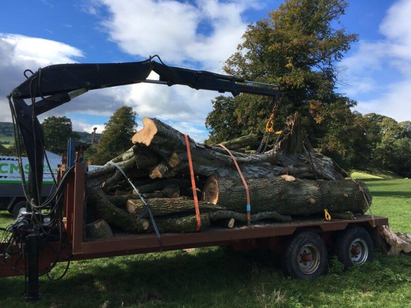 cms-tree-services-tree-removal-bolton-by-bowland-2