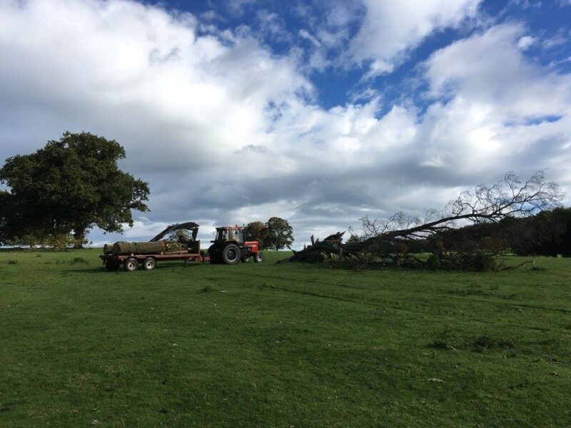 cms-tree-services-tree-removal-bolton-by-bowland-5