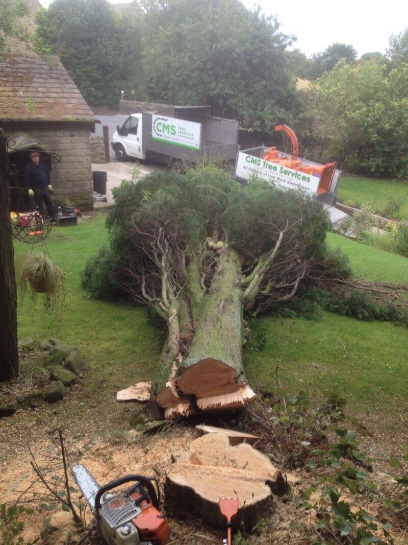 cms-tree-services-tree-removal-burnley-2